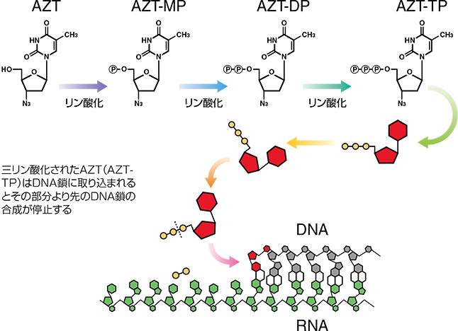 AZTの作用を解説している図。AZTは順にAZT-MP、AZT-DP、AZT-TPへと三リン酸化される。AZT-TPがDNA鎖に取り込まれるとその部分より先のDNA鎖の合成が停止する。